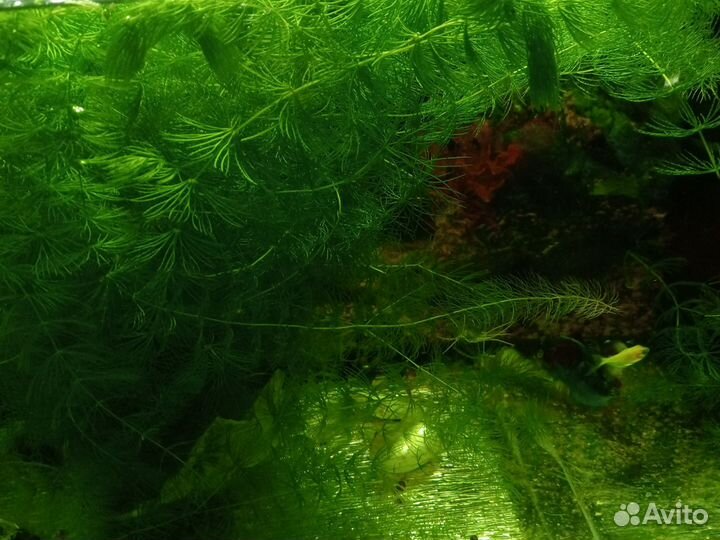 Роголистник в аквариум