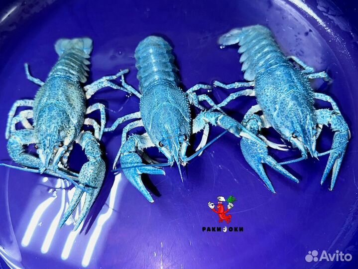 Волжские раки сао