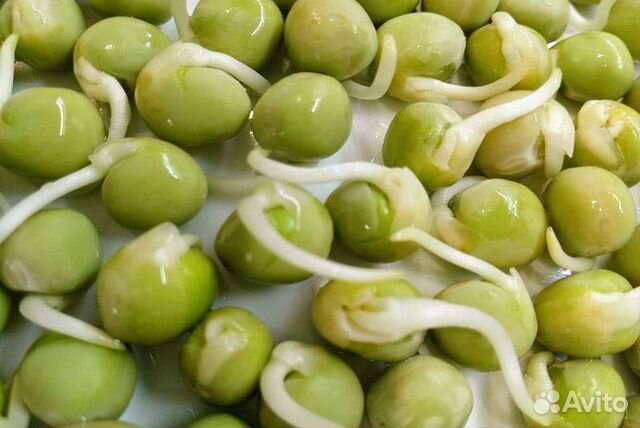 Горох Мадрас зелёный для Микрозелени