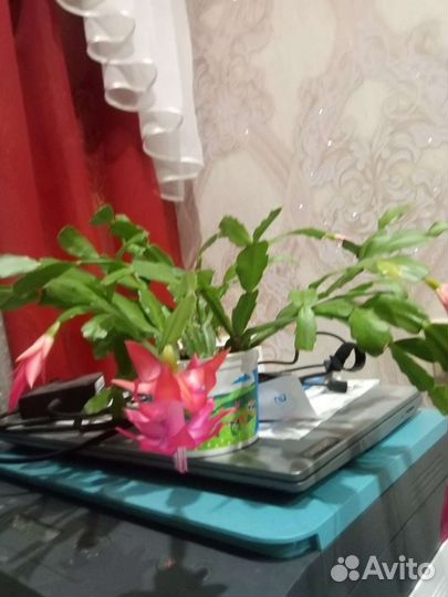 Декабрист шлюмбергера