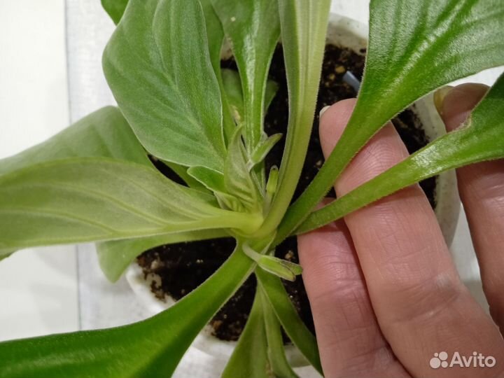 Хирита - Chirita Aiko - Бронь