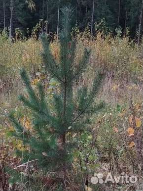 Ель, сосна саженцы