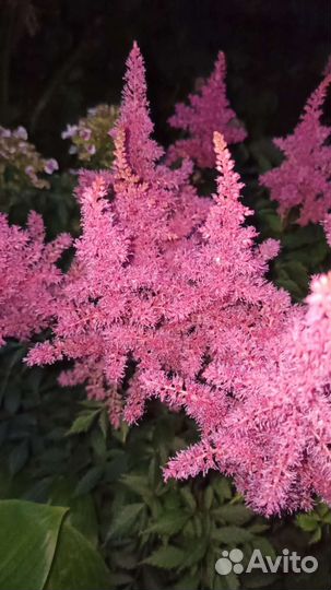 Многоленгие цветы