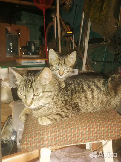 Отдам в добрые руки