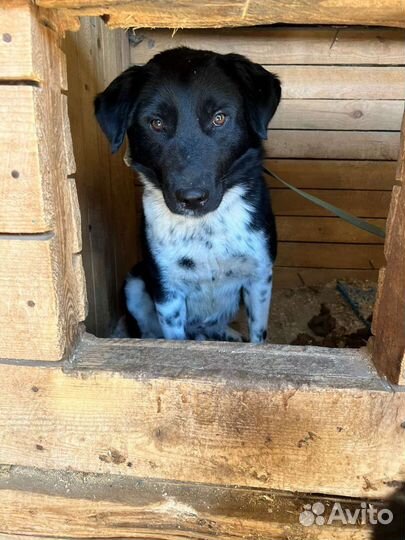 Молодой красавчик-пес Каен