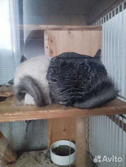 Шиншиллы с витриной