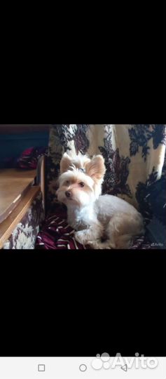 Щенки бивер йорка