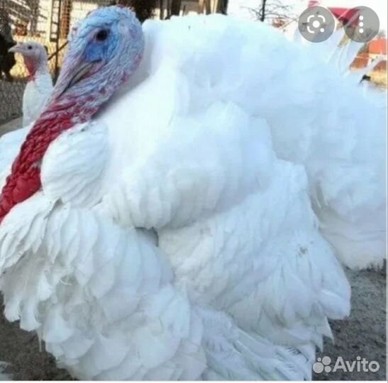 Инкубационное яйцо