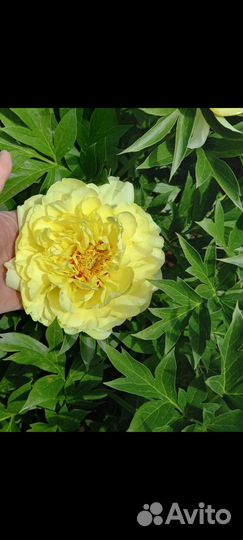 Желтый пион 