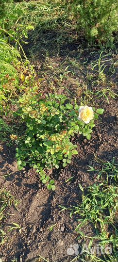 Роза плетистая Клер Остин