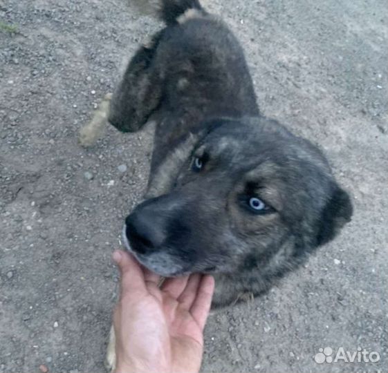 Собака в добрые руки отдам бесплатно