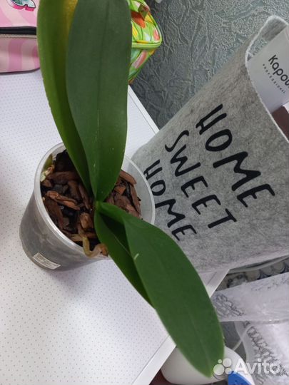 Орхидея фаленопсис