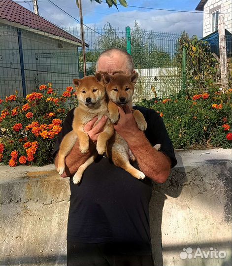 Девочки Сиба ину