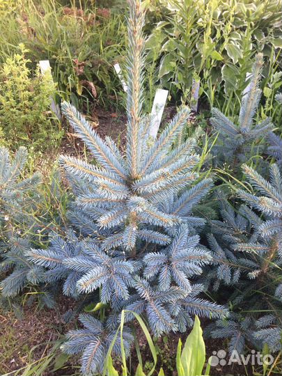 Ель голубая