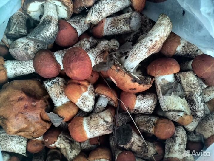 Грибы подосиновики