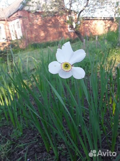 Луковицы нарциссов