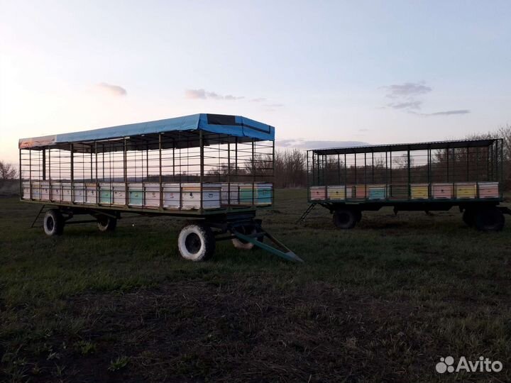 Продаются пчелосемьий,отводки
