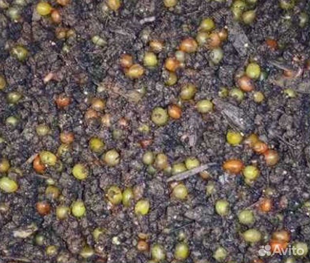 Червь дендробена