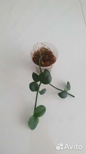 Церопегия сандерсона