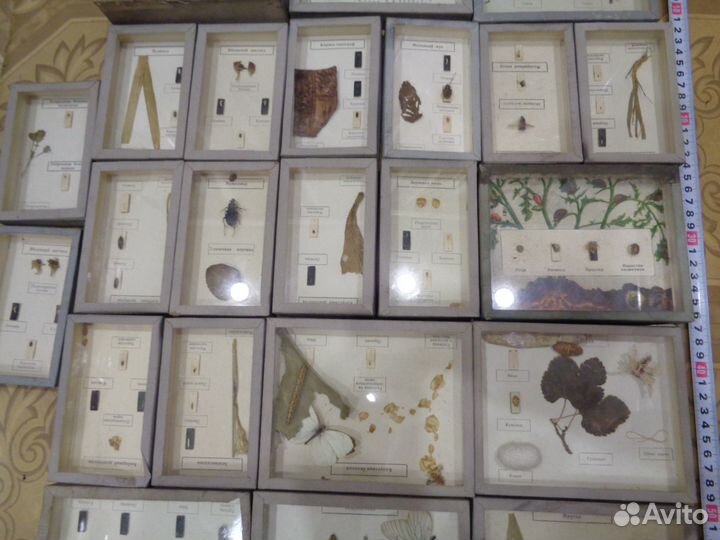 Набор коллекций членистоногих РСФСР