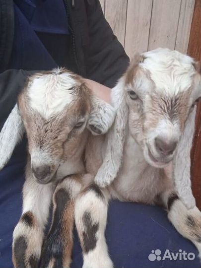 Козлята нубийские чистокровные