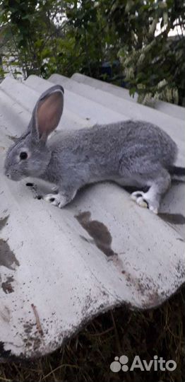 Продам кроликов