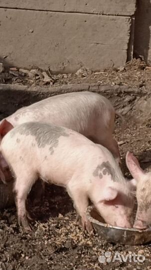 Поросенок ландрас + дюрокс