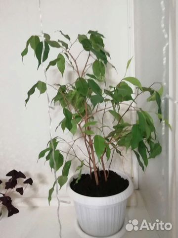 Продам фикус