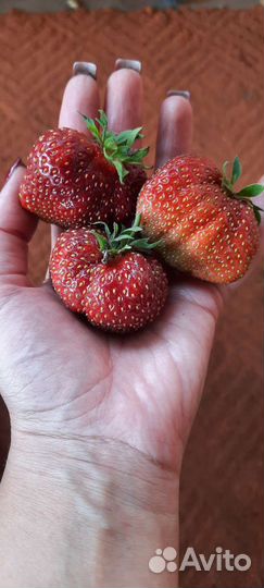 Саженцы клубники: фестивальная, машенька, купчиха