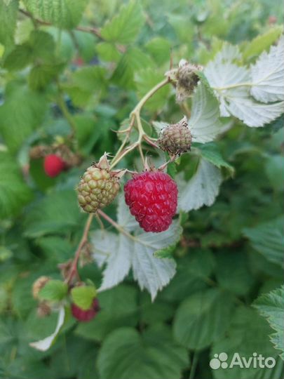 Ремонтантная малина Гусар,Брусвяна