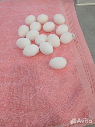 Инкубационное яйцо кур Леггорн