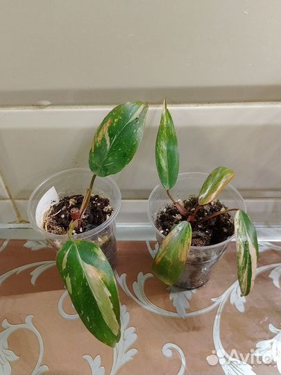 Набор филодендронов