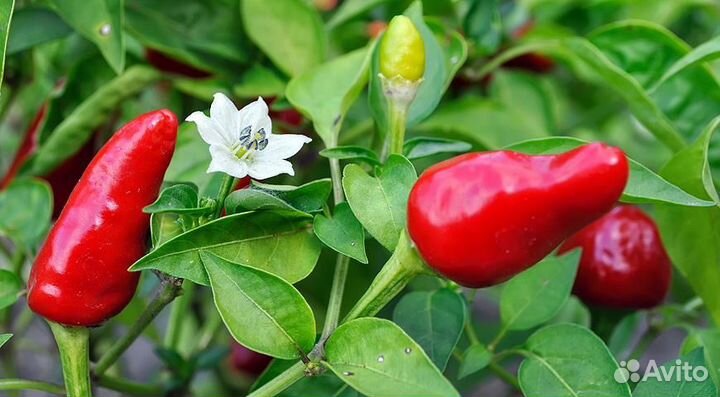 Перец комнатный острый