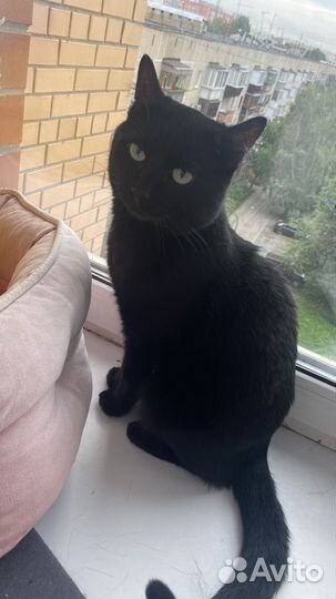 Черный кот