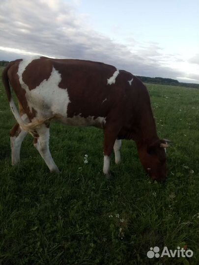 Тёлка, нетель