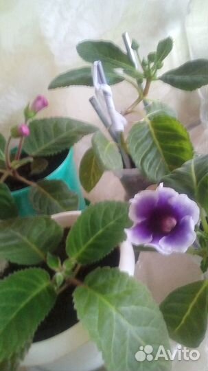 Комнатные растения. цветущие глоксинии