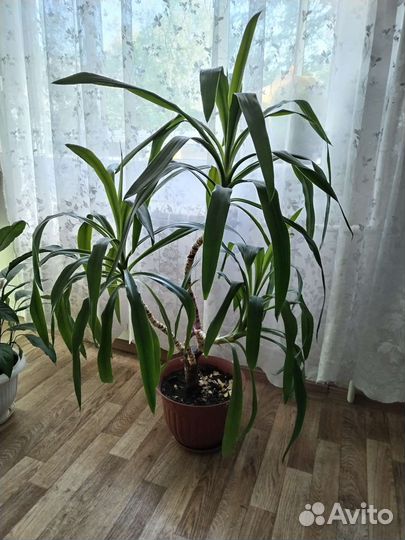 Пальма Юкка