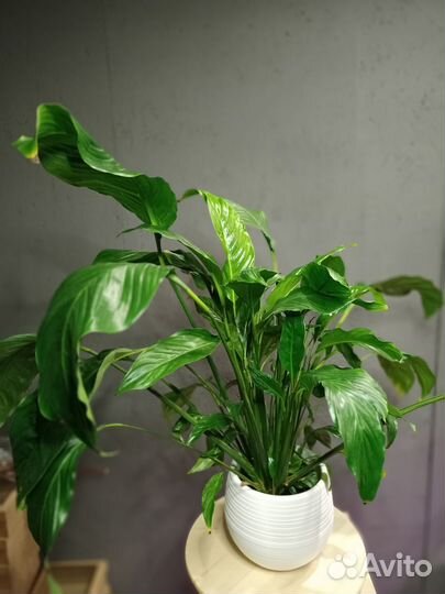 Спатифиллум