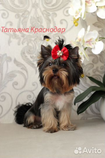 Подрощенная девочка йорка, мини,ркф,клеймо