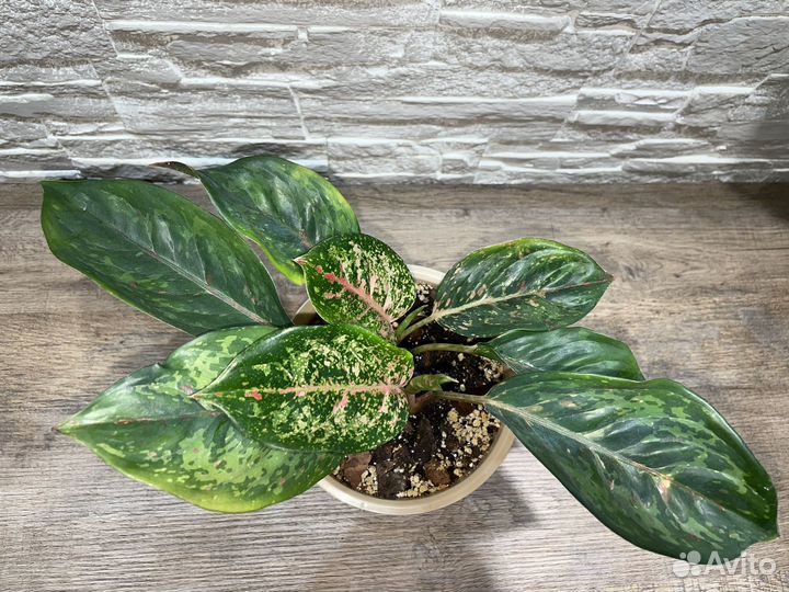 Аглаонема Black Karat