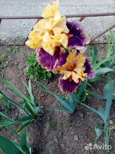 Ирисы бородатые