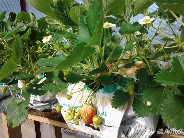 Клубника-Ремонтантная