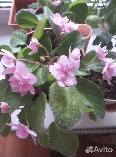 Молодые фиалочки и укорененные листья