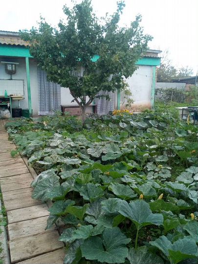 Дача 45 м² на участке 4 сот.