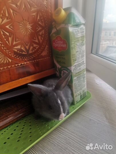 Декоративные кролики