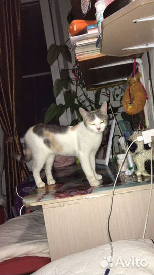 Кошечке очень нужны любящие ручки и дом