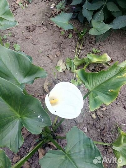 Калла эфиопская