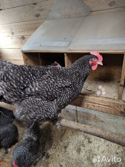 Мехеленская кукушка новые линии, окрасы