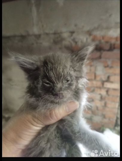 Котенок