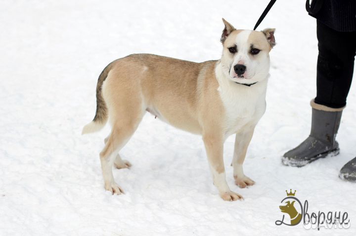 Ласковая Бэлла метис питбуля